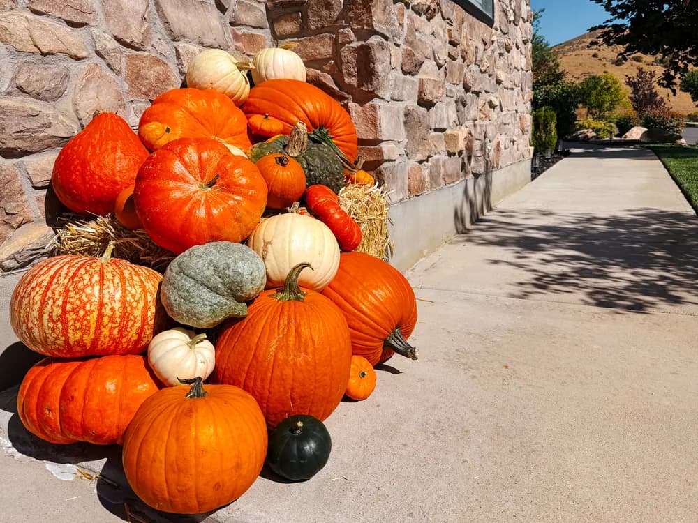 Dramatic pumpkin mound against stone wall with heirloom varieties and hay bale
