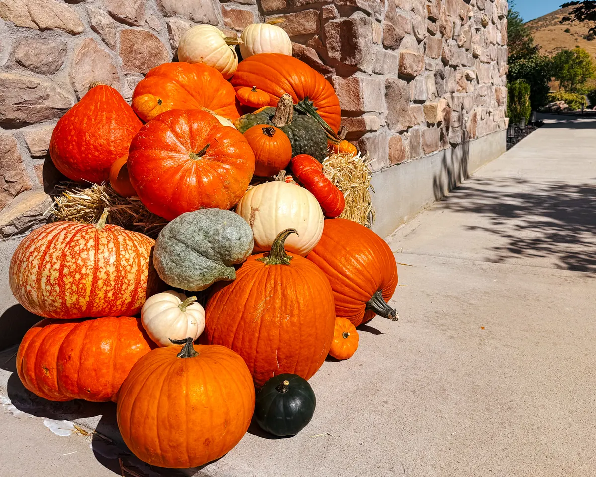 An asymmetrical accent display of heirloom pumpkins set to one side of a front door
